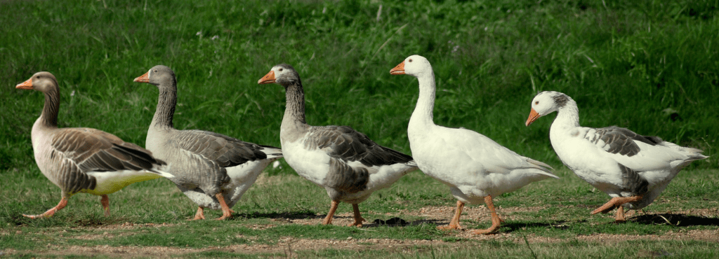 Five Geese: Australian Award Winning Winery