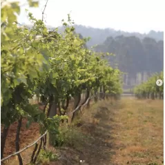 Macquariedale Vegan-Friendly Organic The Winemaker's Pick