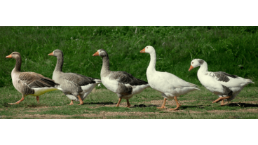 Five Geese Wines: Award-Winning Boutique Winery in McLaren Vale