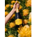 Steenberg 1682 Chardonnay Cap Classique (12.5% Alc/Vol)